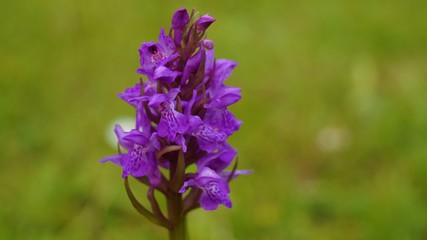 Obraz premium Purple Wildflower