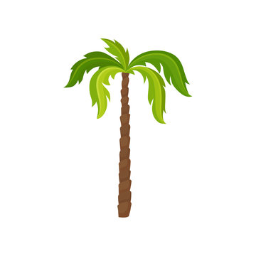 Palm tree with big bright green leaves and brown trunk. Exotic plant. Element of tropical jungle. Nature theme. Fflat vector icon