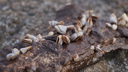 Sea shells mollusks snails fixed on rocks at the sea side