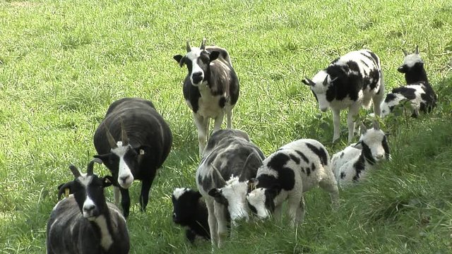 Four-horned black and white sheep known as the biblical race of Jacob's sheep (Ovis ammon f. aries) grazing and resting.