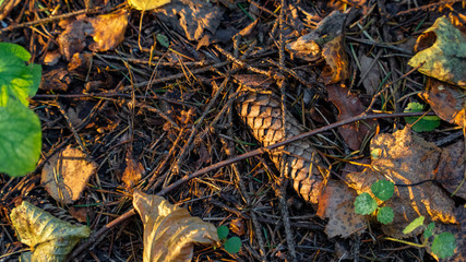 foliage, grass texture autumn
