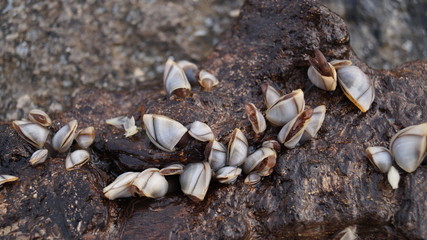 Sea shells mollusks snails fixed on rocks at the sea side