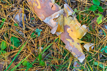 foliage texture autumn