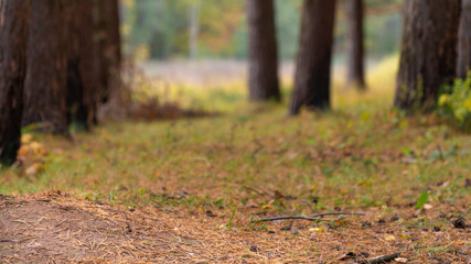 path at Autumn forest