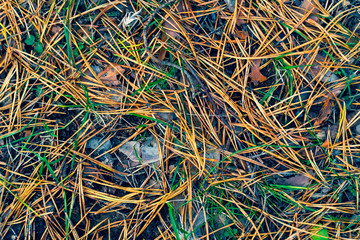 grass texture autumn