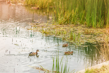 ducks in the city park on the pond