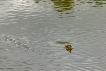 ducks in the city park on the pond
