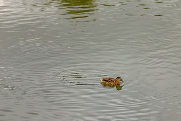 ducks in the city park on the pond