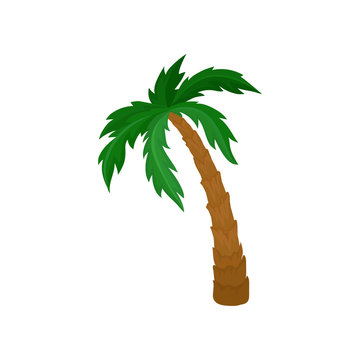 Big palm tree with green leaves and brown trunk. Natural landscape element. Flat vector for postcard or poster