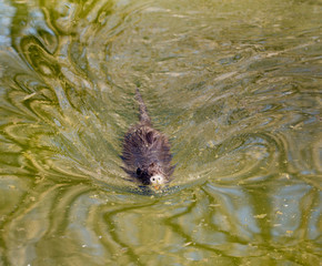 Black coypu on a pond in the park