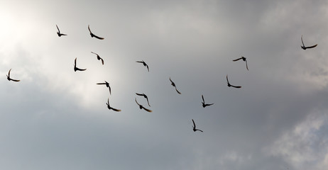 Flock of pigeons against the sky with clouds