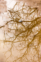 Branches of a tree reflected in a puddle on the road