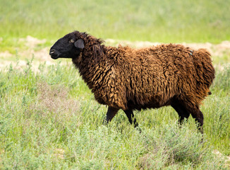 Ram in the pasture in the spring