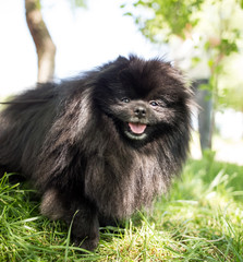 A portrait of a thoroughbred dog in nature