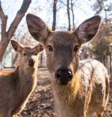 Deer in the park on nature in winter