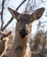 Deer in the park on nature in winter