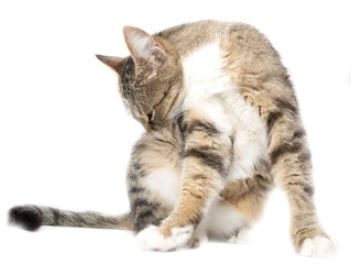 Cat washed on white background