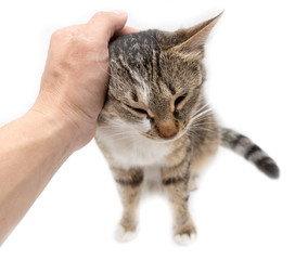 Man caresses a cat on a white background