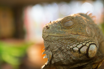 Portrait of an iguana in a zoo