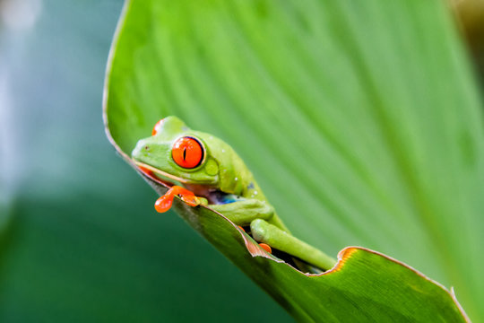 Agalychnis callidryas, known as the red-eyed tree frog captured in Costa Rican jungle.