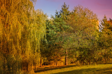 Naklejka premium golden autumn foliage in a city park
