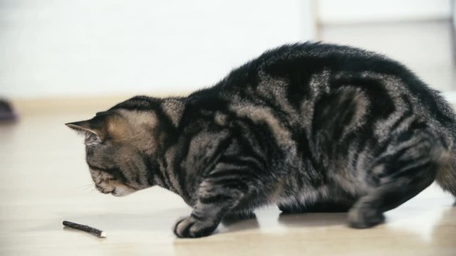 Playful British tabby cat play with wooden catnip stick snack 4K. Long shot of black and brown stripe tabby cat in focus while interested in the wooden stick snack on home floor.