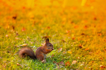red squirrels in a town park in autumn foliage