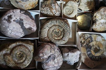 Fototapeta premium ammonite fossil collection