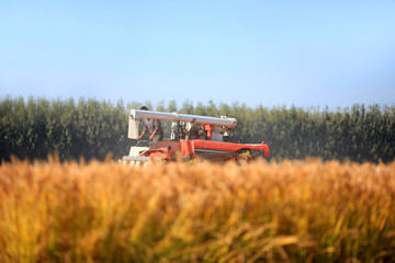 Harvester machine is harvesting rice