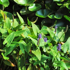 Obraz premium Pickerel weed plants (pontederia cordata) in a pond. Nature background.