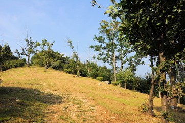 Mountain meadow with dry grass and oaks. Place for hunters.