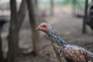 chicken head shot
