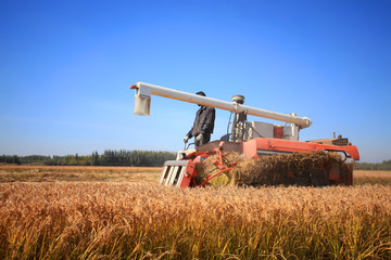 Harvester machine is harvesting rice