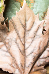 Fototapeta na wymiar Detail of an autumn leaf.