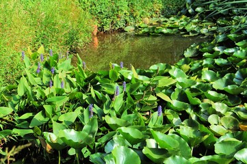 Pond with water lily plants and weed pickerel.