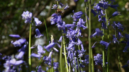BlueBells in Hertfordshire Woodland