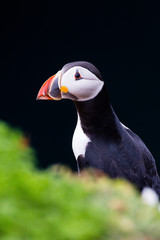 24th May 2015, Pembrokeshire, Wales. Atlantic puffin against black background.