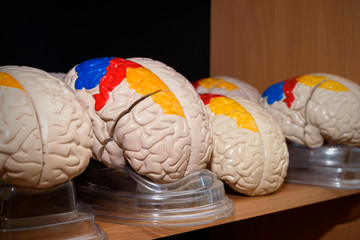 Human brain models in classroom
