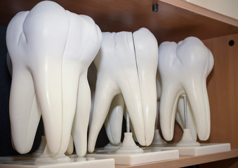 tooth model without caries in medicine class. Healthy teeth concept