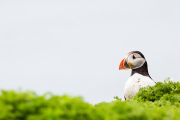 24th May 2015, Pembrokeshire, Wales. Atlantic puffin against ocean background.