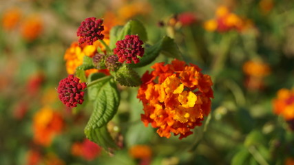 British Wildflower Orange Red and Yellow