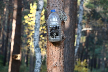 squirrel in the forest