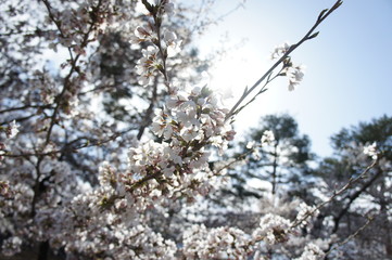 桜の中から