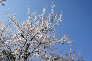 桜の景色