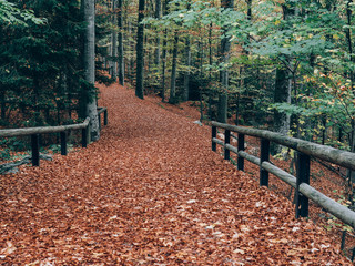 Forest path. Beautiful autumn forest landscape.