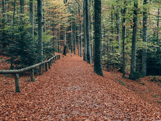 Forest path. Beautiful autumn forest landscape.