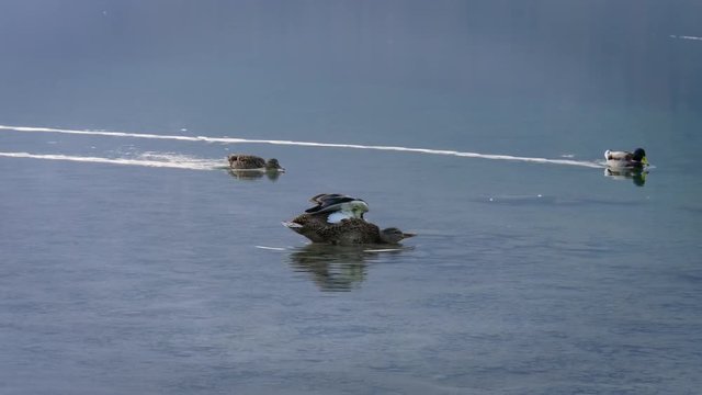 Wild duck swiming in the lake
