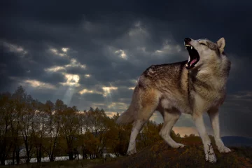 Photo sur Plexiglas Loup un loup en colère sourit et grogne dans le contexte du paysage d& 39 automne