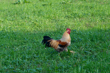 la gallina