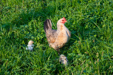 la gallina